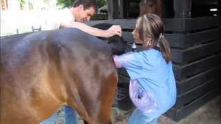 Ecografía veterinaria en equinos  Determinación de Preñez [upl. by Rumney]