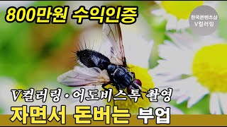 꽃의 꿀을 먹는 기생파리 촬영 자면서 쉴때도 돈이 들어오는 부업 V컬러링어도비스톡 수익창출 [upl. by Cesaro759]