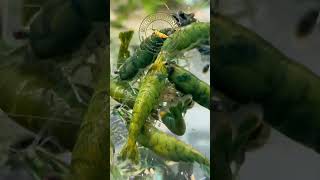 Green Emerald Shrimp Corner UK shrimp shrimps neocaridina aquarium fishtank wildlife fish [upl. by Cyrill]