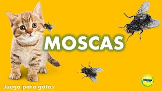 Videos para Gatos  Moscas [upl. by Mazlack]