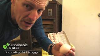 How to Incubate Chicken Eggs [upl. by Ilan]