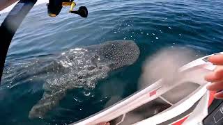 Fishermans surprise whale shark encounter off Wollongong coast [upl. by Nnylatsirk]