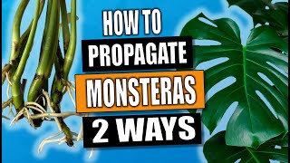 Monstera Propagation 2 Ways to Propagate Monstera Deliciosa [upl. by Shelia]