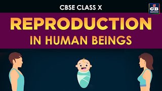 Reproduction in human beings  Class 10th CBSE biology  ncert class 10 science [upl. by Kcirdnekel]