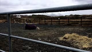 Training Connemara Ponies [upl. by Ailicec]