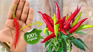 10 SECRETS amp TIPS TO GROW TONS OF CHILLIES amp CAPSICUM IN POTS  ORGANIC GARDENING TIPS [upl. by Adnir]