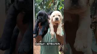 Labrador puppies  Tamil  more enquiries contact me  labrador shorts shortsfeed trending [upl. by Janette]