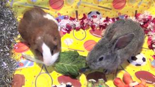 Funny Baby Bunny Rabbit and Cute Guinea Pig  Good Pets Eating Lettuce [upl. by Robinette]