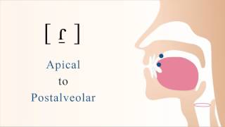 ɾ̠  voiced apical postalveolar tap [upl. by Laehctim]