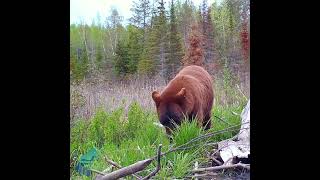 Stunning cinnamon bear in northern Minnesota [upl. by Aicekal]