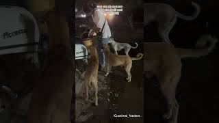 Insanon se to badhiya janwar hoti hain doglover dogowner dog dog dogs dogshorts shortvideo [upl. by Rednal]