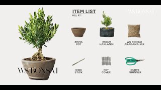 Buxus bonsai DIY Kit product guide [upl. by Stag]