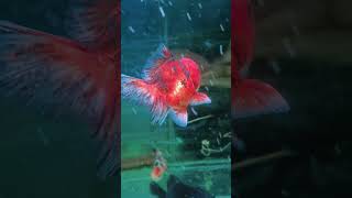 Goldfish Oranda shorts tail goldfishtank goldfish fish ikankokioranda [upl. by Slemmer]