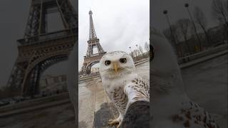 Owl Takes Selfie in Paris [upl. by Coleen350]