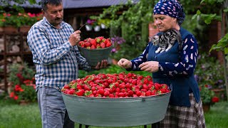 How to Make Strawberry Jam and Cake  Village Cooking [upl. by Akinam]