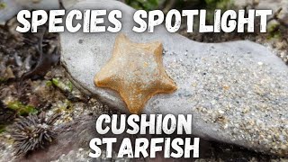 Species Spotlight  Cushion Starfish [upl. by Elinor]