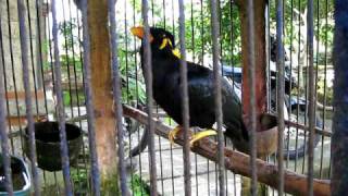 Amazing Talking Myna Bird [upl. by Jennifer638]