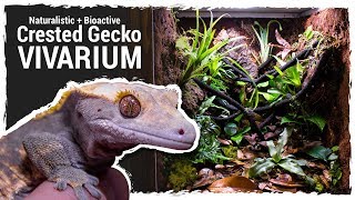 Naturalistic  Bioactive Crested Gecko Vivarium Housing Henry 20 [upl. by Michelina]