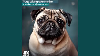 Pugs taking over my life [upl. by Hortensa]