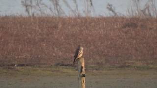 Natuur op GoereeOverflakkee  smelleken in de Hellegatsplaten [upl. by Gerek]