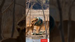 Big Anaconda python attacked lion the lion kid is wory snake lion [upl. by Eiramenna460]