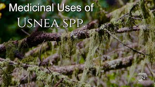 Medicinal Uses of Usnea [upl. by Landan]