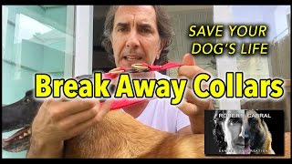 BreakAway Collars for your Dogs Safety  Dog Training amp Safety [upl. by Augustin605]