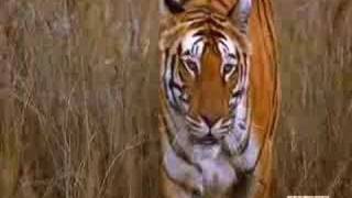 Great Quote from Animal Planets quot Tiger Kill quot  Tiger Uncontested Supercat [upl. by Cahilly]