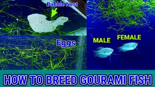 How To Breed Blue Gourami Fish  Gourami Fish Breeding [upl. by Elsy]