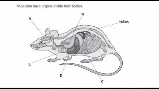 2021aprilSCIENCE PRIMARY CHECKPOINT00970846Paper 1 full solution explainedeasy waystudy exam [upl. by Ssepmet]