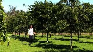 Pongamia Pinnata  An Introduction Pongamia Open Day 22nd May [upl. by Andrien]