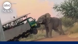 Moment an elephant attacks a safari truck filled with tourists in South Africa [upl. by Glorianna970]