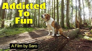 A Day In A Life Of A Beagle  Harvey the beagle is addicted to having fun [upl. by Procter]