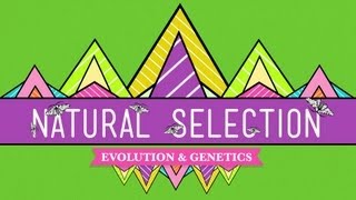 Natural Selection  Crash Course Biology 14 [upl. by Enelyk]