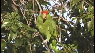 Greencheeked Amazon parrot feeding in Los Angeles [upl. by Schram749]