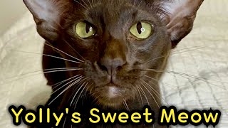 Oriental Shorthair Cat Meow Compilation  Yollys Sweet Voice  Орієнтальна кішка [upl. by Anirehtac]