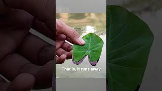 How this tree leaf is floting water shorts [upl. by Boudreaux]