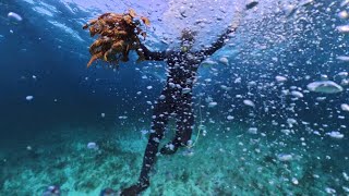 Spotted a few juvenile spiny lobsters in the shallows around Spanish Wells The Bahamas [upl. by Borszcz947]