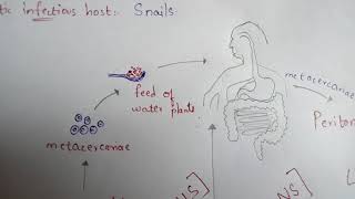 FASCIOLA HEPATICA  LIVER FLUKE  STRUCTURE  LIFE CYCLE  SYMPTOMS  TREATMENT  BY PHANINDRA [upl. by Richy]