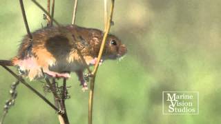 Harvest Mice  Micromys minutus [upl. by Sherar640]