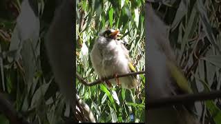 Noisy Miner Bird making sounds sitting on a tree branch BirdSounds Wildlife Nature [upl. by Luke708]