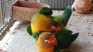 lovebirds mating Rituals l love bird mating sound l attract your love birds chirping sound lovebird [upl. by Oflodur]