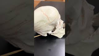 Bones  Cranial Sutures [upl. by Anirad]