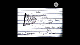 Bsc 2nd year zoology topic  lactation synopsis most imp topics [upl. by Florella]