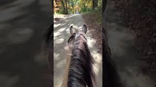 Buckskin Horse Trot on Dirt Road horse horsebackride horseback buckskin [upl. by Ahsaele]