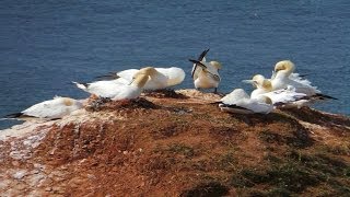 Helgoland Oberland Vögel und Tiere [upl. by Killy352]