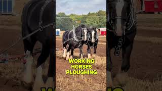 Working Horses Ploughing at The British National Ploughing Match workinghorses [upl. by Aij802]