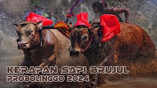 KERAPAN SAPI BRUJUL PROBOLINGGO 2024 [upl. by Sacci]