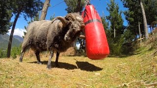 Angry Ram destroys a punching bag [upl. by See]