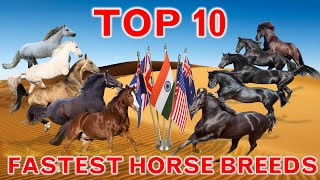 Top 10 Fastest Horse Breeds in the World  Countrys Best  Top Speed [upl. by Rasure]